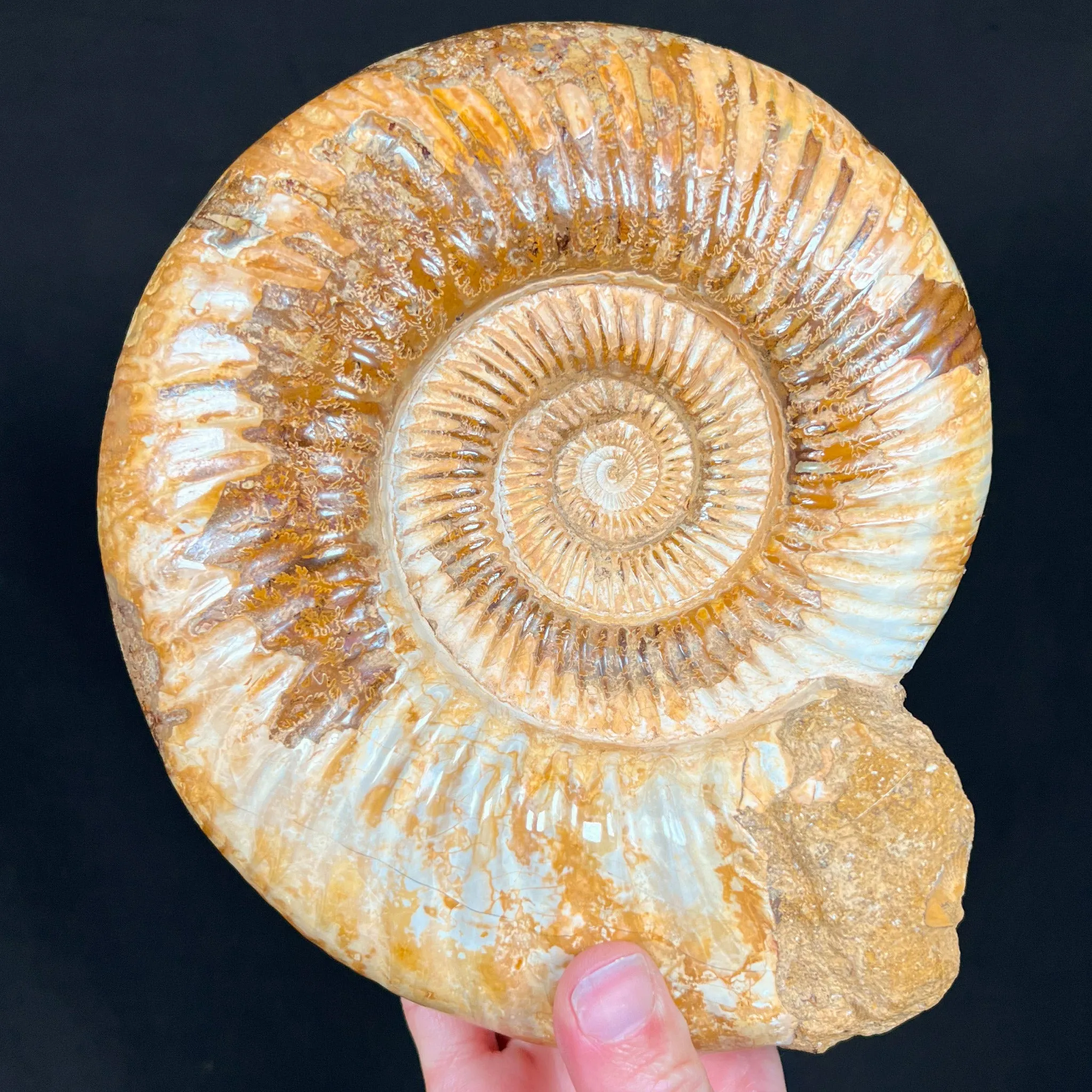 Extra Large Ammonite Shell Fossil - Perisphinctes