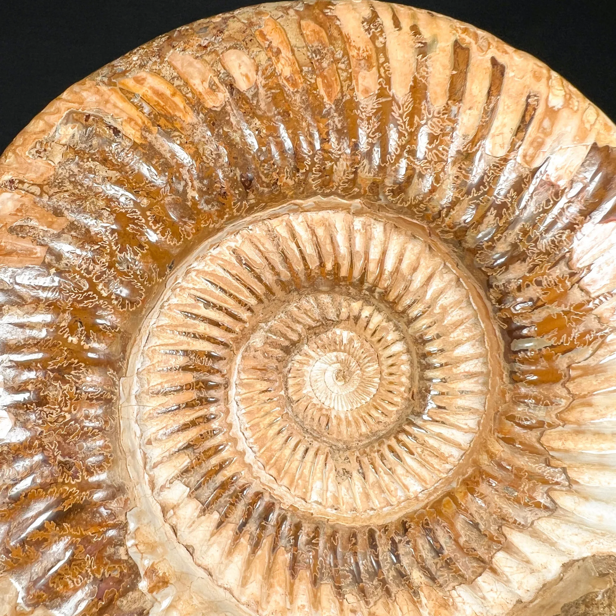 Extra Large Ammonite Shell Fossil - Perisphinctes