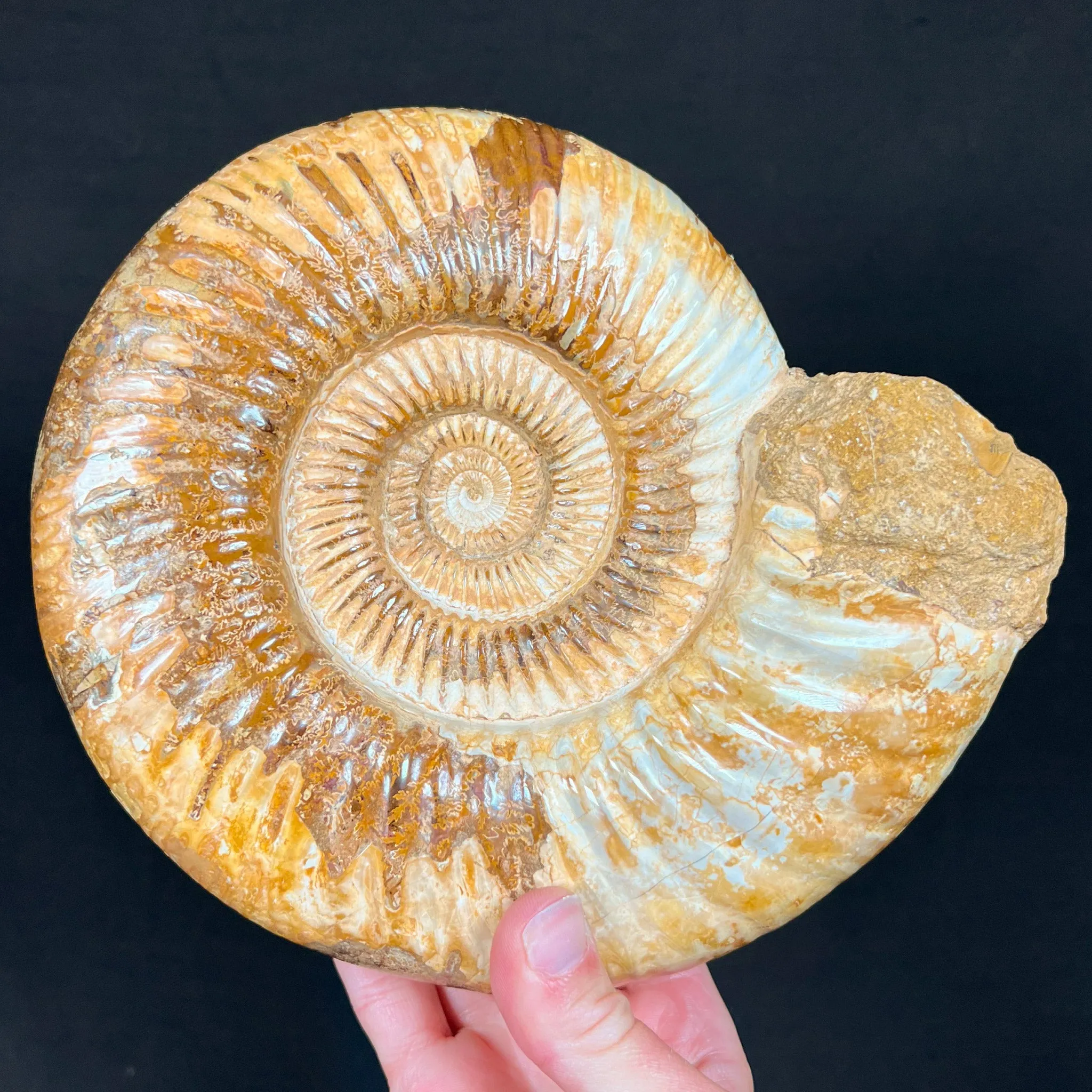 Extra Large Ammonite Shell Fossil - Perisphinctes