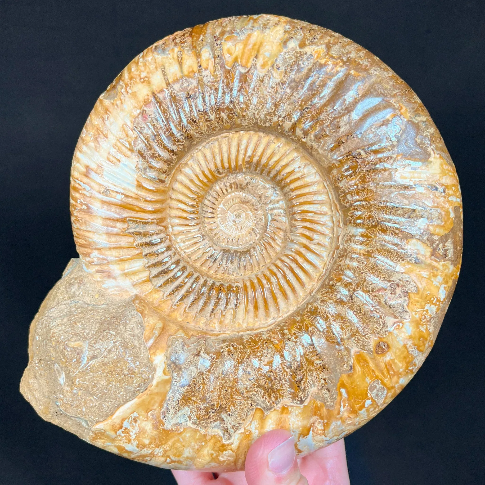 Extra Large Ammonite Shell Fossil - Perisphinctes