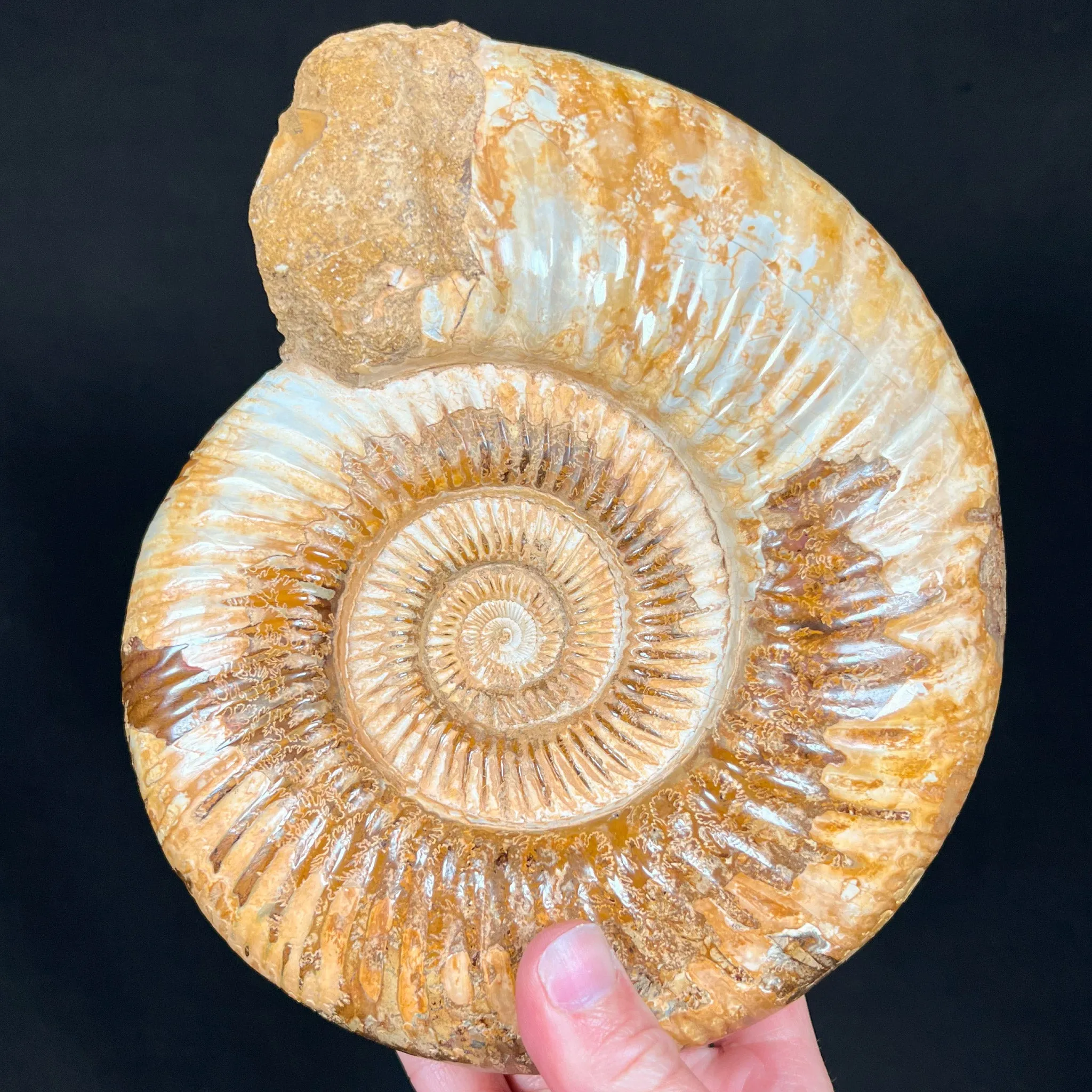 Extra Large Ammonite Shell Fossil - Perisphinctes