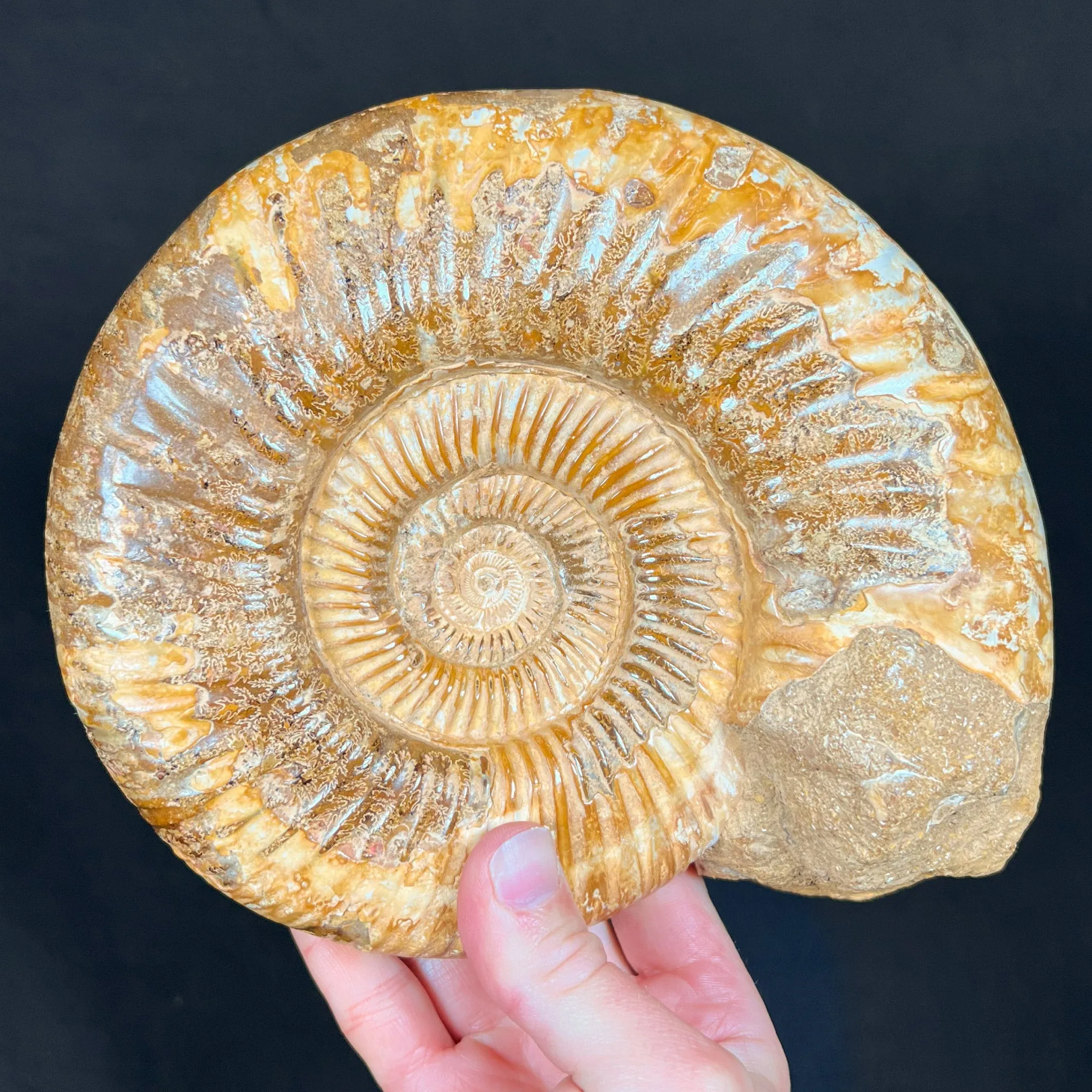 Extra Large Ammonite Shell Fossil - Perisphinctes