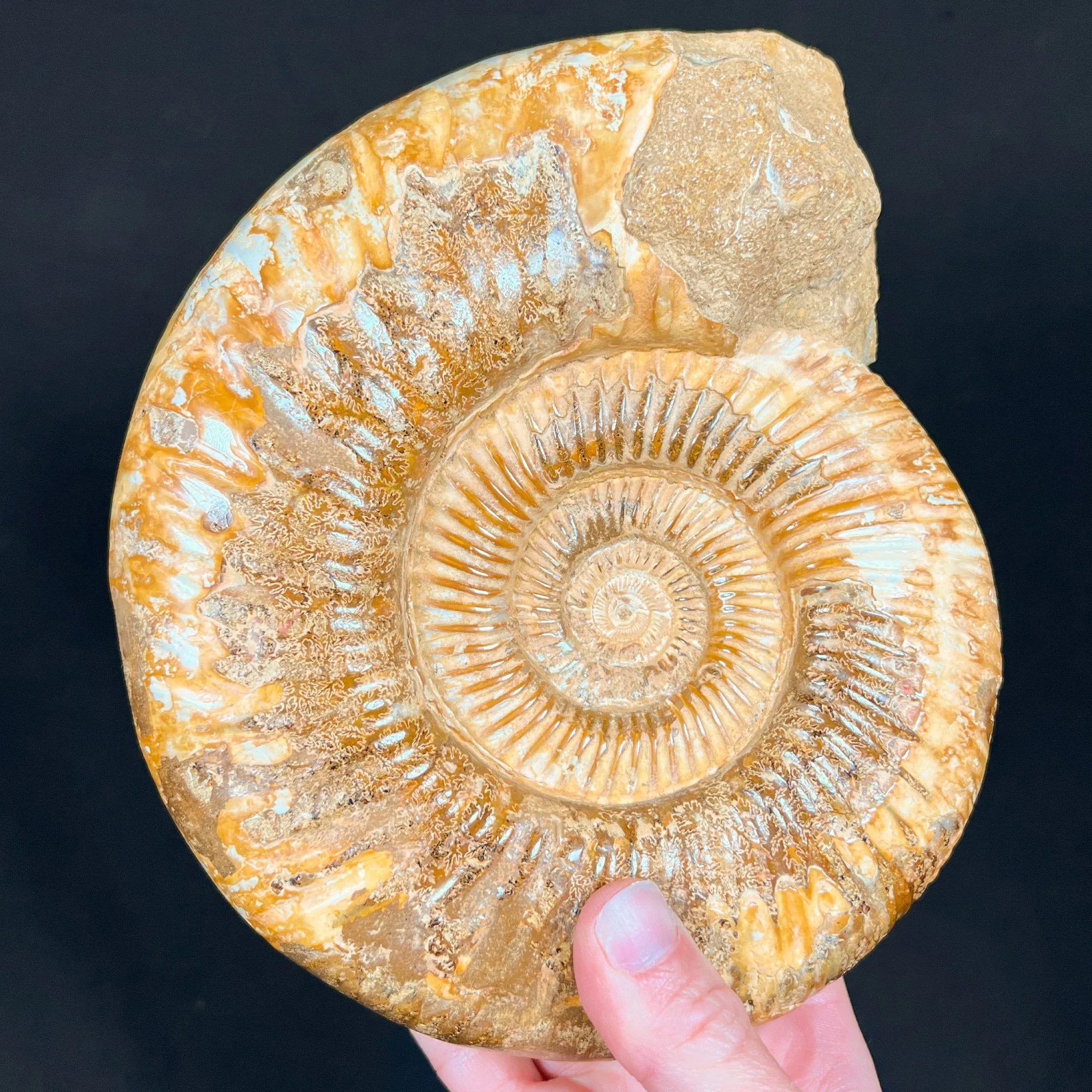 Extra Large Ammonite Shell Fossil - Perisphinctes