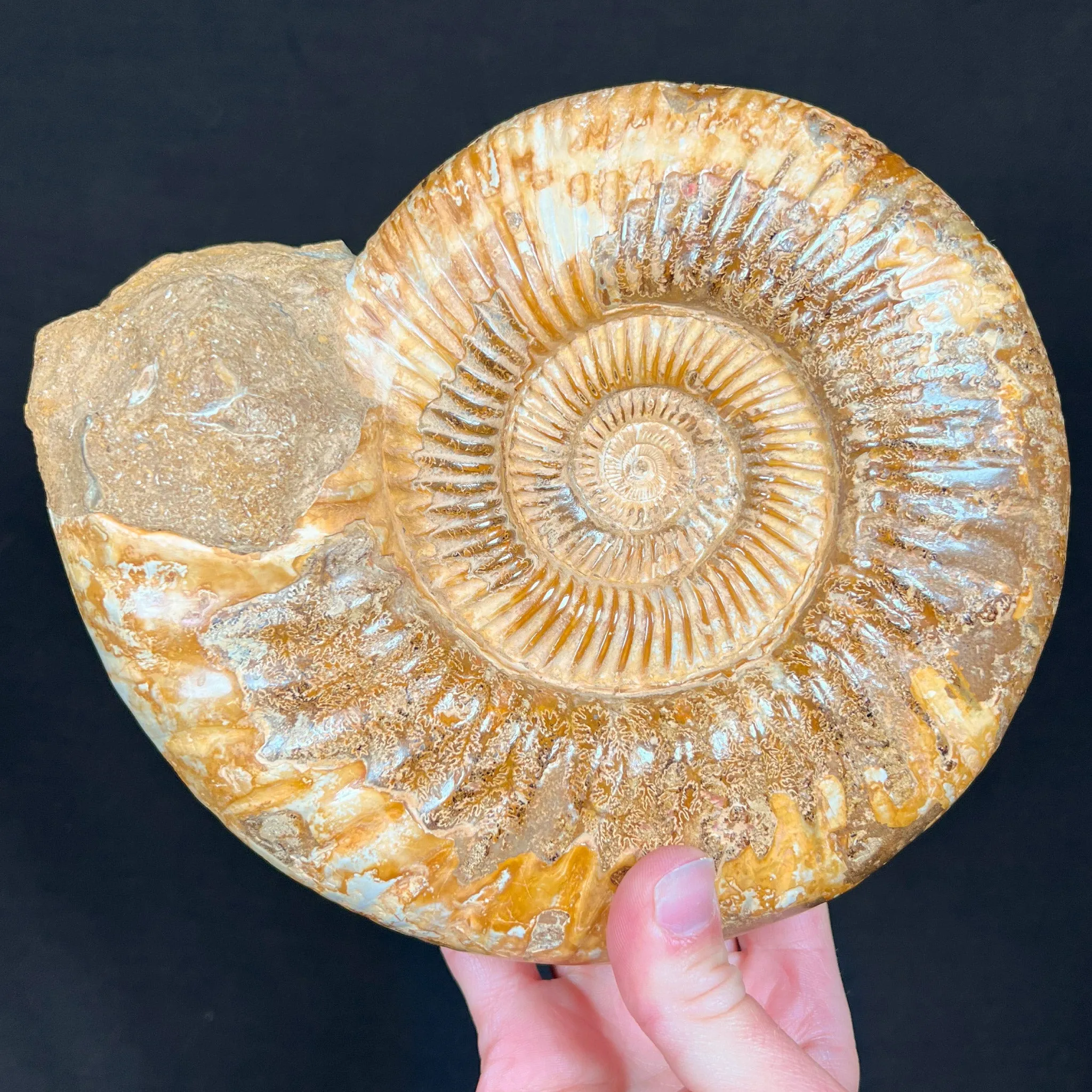 Extra Large Ammonite Shell Fossil - Perisphinctes