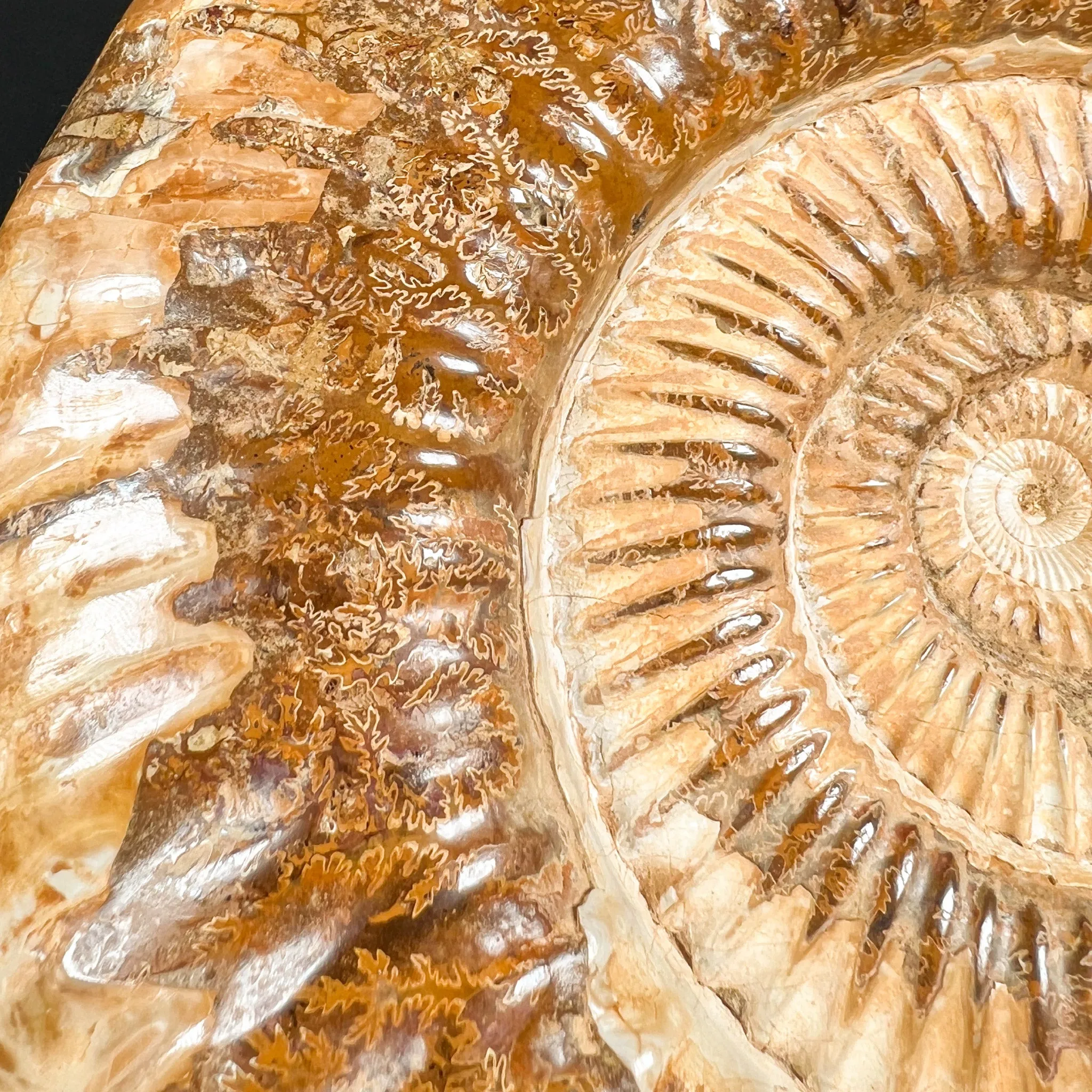 Extra Large Ammonite Shell Fossil - Perisphinctes