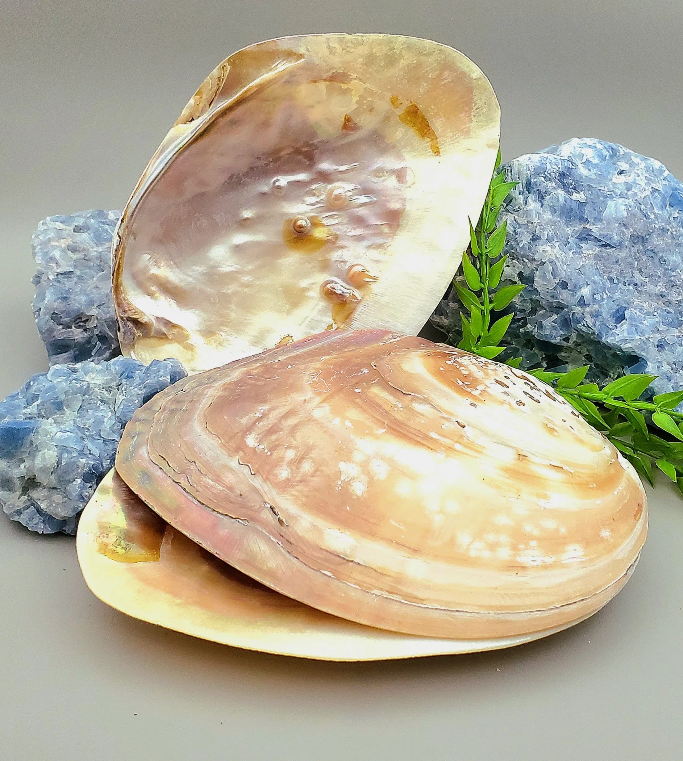 Large Abalone Shell